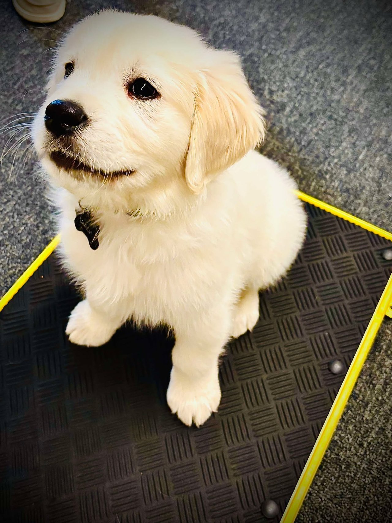 Samson’s Training Journey – A Year of Growth, Challenges, and Fun ...